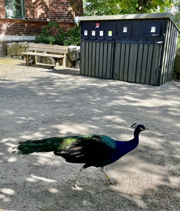 Vilket vin passar till denna fågel?