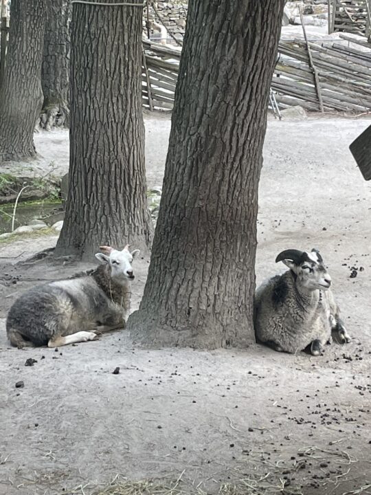 I Madrid är det vanligt att möte på lite får och getter överallt. Man äter mer lamm än nötkreatur i Madrid.